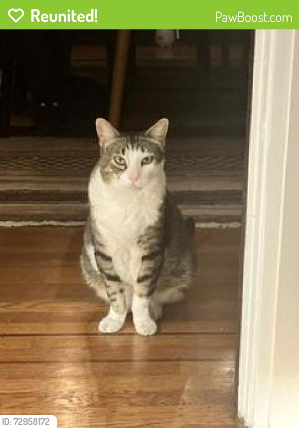 Reunited Male Cat last seen 2nd Ave and Hugo (Inner Sunset), San Francisco, CA 94122
