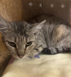 Shelter Stray Female Cat last seen , San Pedro, CA 90731