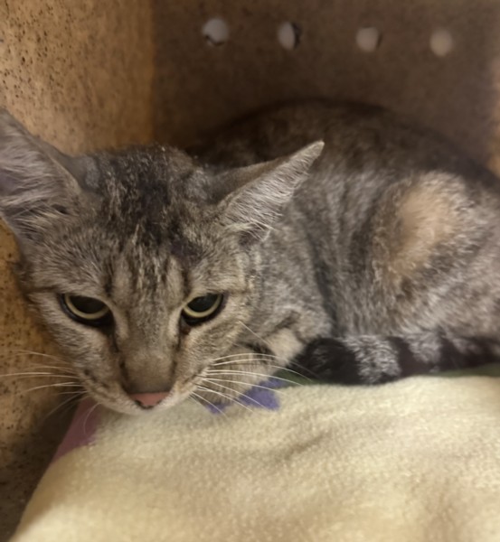 Shelter Stray Female Cat last seen , San Pedro, CA 90731