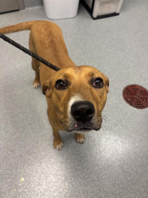 Shelter Stray Female Dog last seen Near , Indianapolis, IN 46221