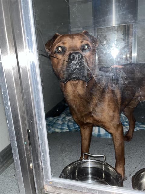 Shelter Stray Male Dog last seen Near , Indianapolis, IN 46221