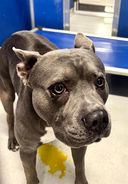 Shelter Stray Male Dog last seen HOLIDAY LAKES AND SR19, Land O' Lakes, FL 34638