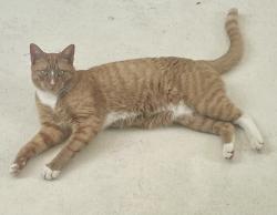 Found/Stray Male Cat last seen Lake Jeannette Rd. And Bluff Run Drive, Greensboro, NC 27455