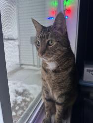 Lost Male Cat last seen Near Kalland Cir NE, Ostego, MN 55301 , Otsego, MN 55301