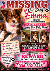 Lost Female Dog last seen Rockhill church rd , Cottondale, FL 32431