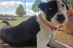 Lost Female Dog last seen Birdsong, Allenbrook, Baytown, TX 77521