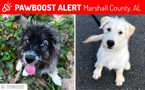 Lost Male Dog last seen Lee Ann Lane/Mayapple Road, Marshall County, AL 35016