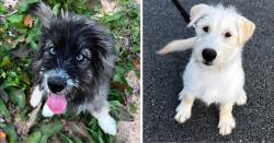 Lost Male Dog last seen Lee Ann Lane/Mayapple Road, Marshall County, AL 35016