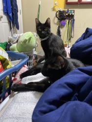 Lost Female Cat last seen East Southern ave right by the train tracks, Covington, KY 41015