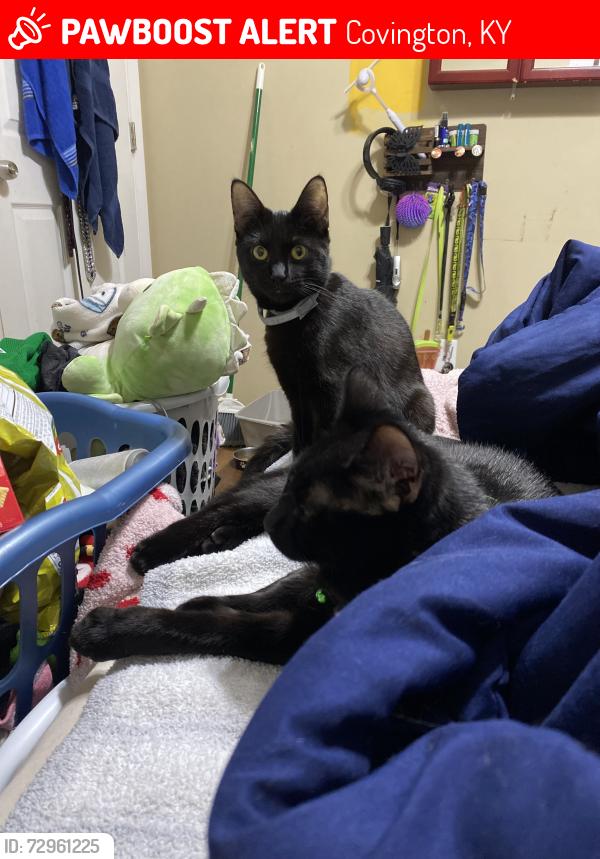 Lost Female Cat last seen East Southern ave right by the train tracks, Covington, KY 41015