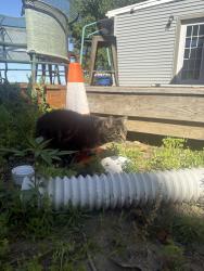Found/Stray Female Cat last seen Near the Holiday Ice Cream , Beverly, NJ 08010