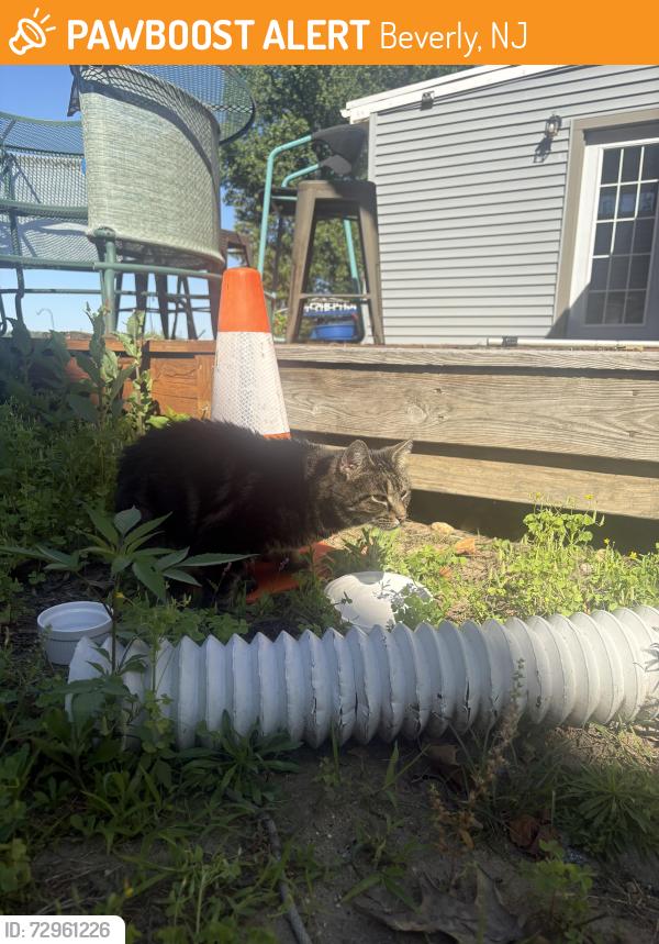 Found/Stray Female Cat last seen Near the Holiday Ice Cream , Beverly, NJ 08010