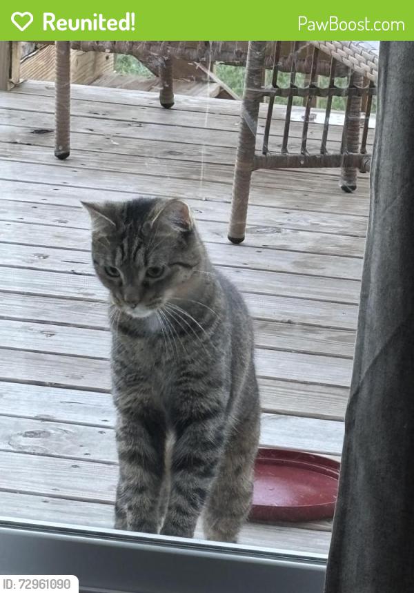 Reunited Unknown Cat last seen Near Ardmore Crossing Shelbyville Ky , Shelbyville, KY 40065