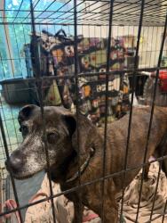 Reunited Female Dog last seen Cloverdale neighborhood , Chattanooga, TN 37343