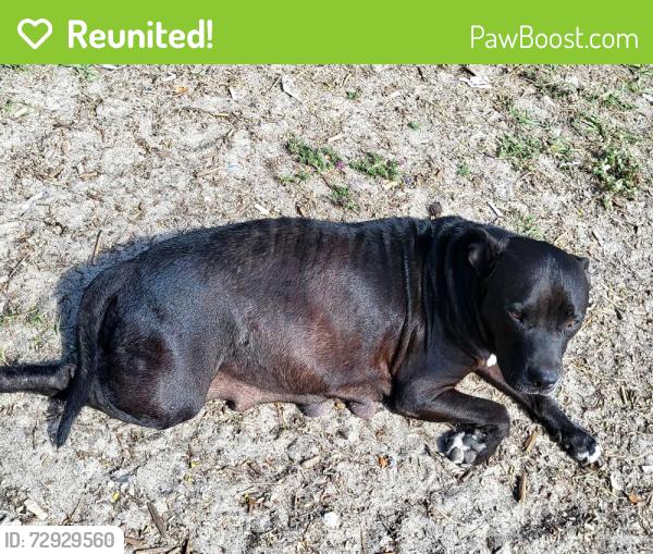 Reunited Female Dog last seen Near Fox ridge blvd , Wesley Chapel, FL 33543