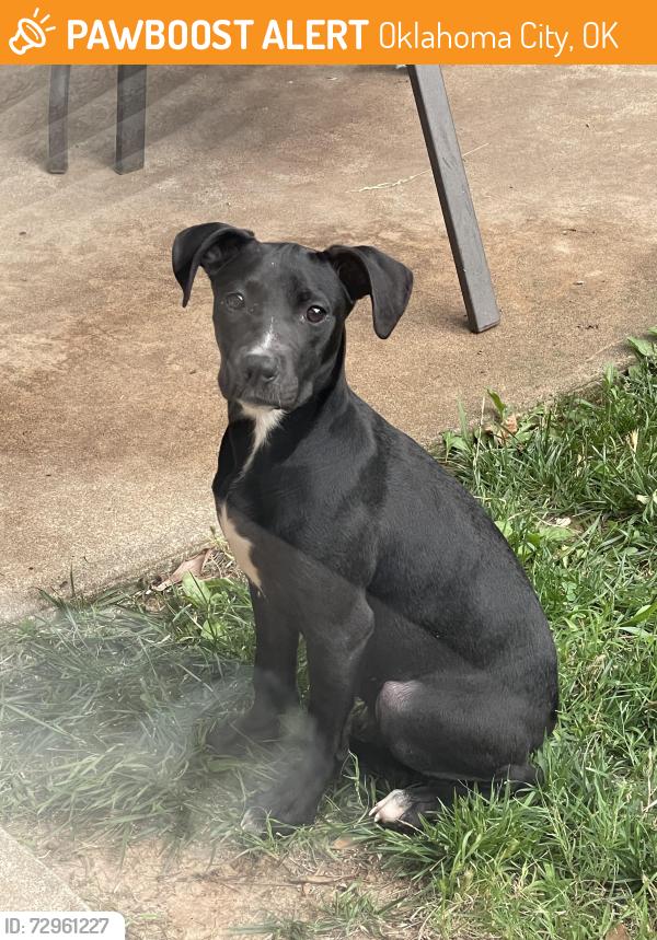 Found/Stray Female Dog last seen Wiley Post Elementsry School, Oklahoma City, OK 73132