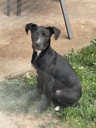 Found/Stray Female Dog last seen Wiley Post Elementsry School, Oklahoma City, OK 73132