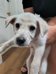 Found/Stray Male Dog last seen Ripy and Evans, Fort Worth, TX 76244