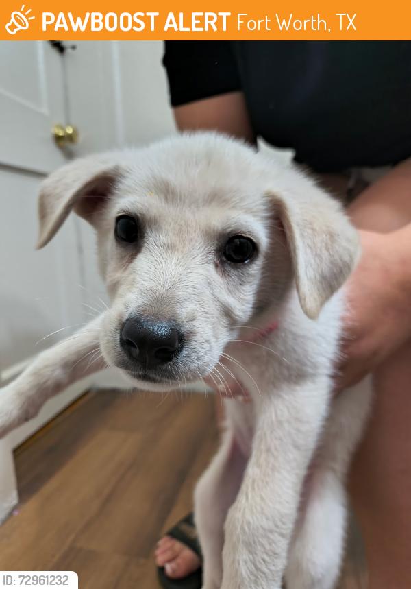 Found/Stray Male Dog last seen Ripy and Evans, Fort Worth, TX 76244