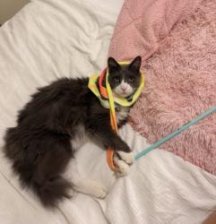 Lost Male Cat last seen E 14th st, Richmond, VA 23224