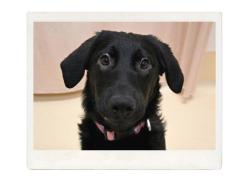 Reunited Female Dog last seen NE Killingsworth St, Portland, OR, USA, Portland, OR 97218