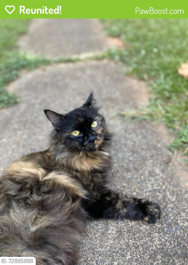 Reunited Female Cat last seen Quiet Creek and hidden forest neighborhood , Rock Hill, SC 29732