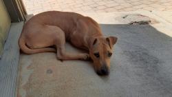 Found/Stray Female Dog last seen Hickory Hill Dr. Oxford, GA, Newton County, GA 30054