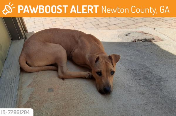 Found/Stray Female Dog last seen Hickory Hill Dr. Oxford, GA, Newton County, GA 30054