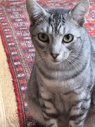 Reunited Male Cat last seen Tamarack Lane and Orchard Way, Lake Oswego, OR 97035