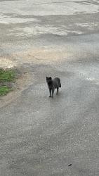 Found/Stray Unknown Cat last seen Near a&w in headingley, Winnipeg, MB R4H 0A9