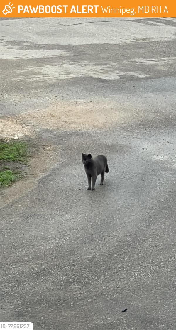 Found/Stray Unknown Cat last seen Near a&w in headingley, Winnipeg, MB R4H 0A9