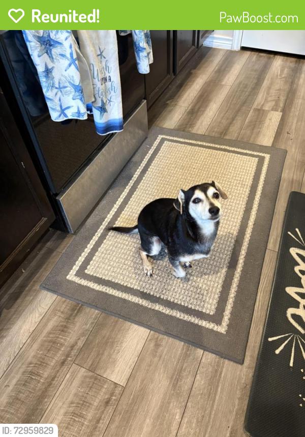 Reunited Male Dog last seen Adler and Cattleman, Corpus Christi, TX 78414