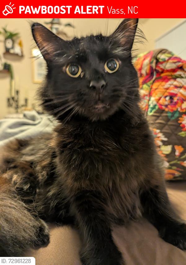 Lost Male Cat last seen Lincoln Ave, Union Church Road, Vass, NC 28394
