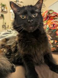 Lost Male Cat last seen Lincoln Ave, Union Church Road, Vass, NC 28394