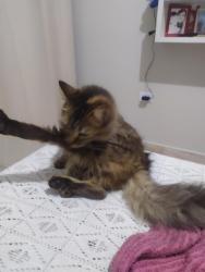 Lost Male Cat last seen Rua José Bebiano  Pereira , Jardim Guaruja, SP 05877-220