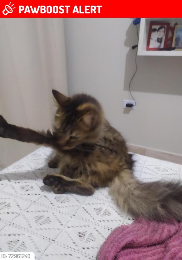Lost Male Cat last seen Rua José Bebiano  Pereira , Jardim Guaruja, SP 05877-220