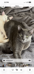 Lost Male Cat last seen Madison st, Redlands, CA 92374