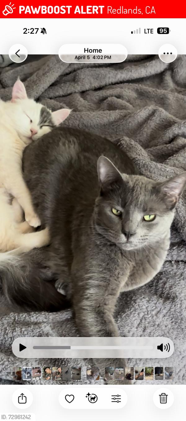 Lost Male Cat last seen Madison st, Redlands, CA 92374