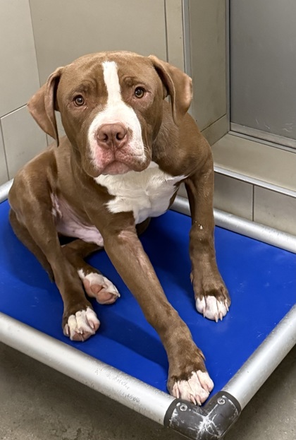 Shelter Stray Male Dog last seen , OH , Cleveland, OH 44102