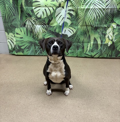 Shelter Stray Male Dog last seen Near Timber Lane, 29621, Anderson County, SC, Anderson, SC 29622