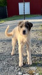 Shelter Stray Male Dog last seen W G ACKER DR PICKENS, SC 29671, PICKENS COUNTY, SC, Pickens, SC 29671