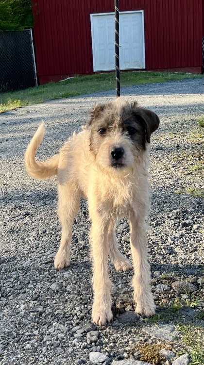 Shelter Stray Male Dog last seen W G ACKER DR PICKENS, SC 29671, PICKENS COUNTY, SC, Pickens, SC 29671