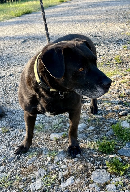 Shelter Stray Male Dog last seen Easley, SC , Pickens, SC 29671
