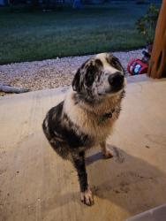 Reunited Male Dog last seen Antioch st. & Old Pin oak Rd., Paige, TX 78659