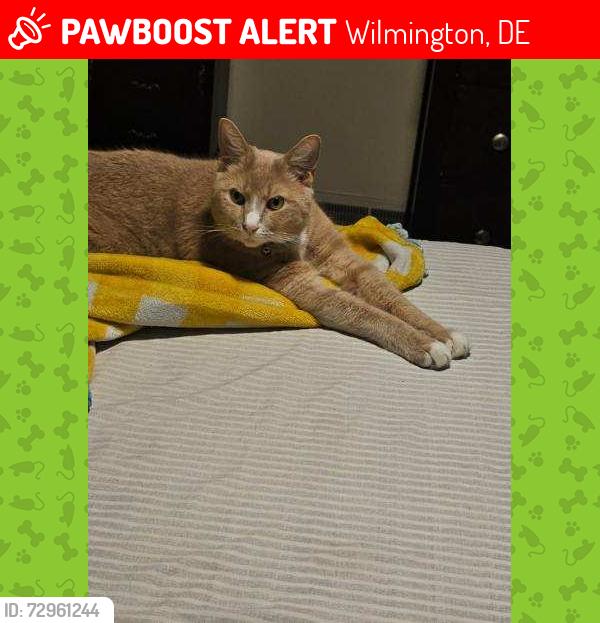 Lost Male Cat last seen Binstead and Maxwellton rd, Wilmington, DE 19804