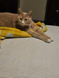 Lost Male Cat last seen Binstead and Maxwellton rd, Wilmington, DE 19804