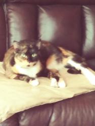 Lost Female Cat last seen Salmon and Marlin Pt , Floral City, FL 34436