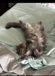 Reunited Male Cat last seen Dogwood Hills Subdivision, Sevierville, TN 37876
