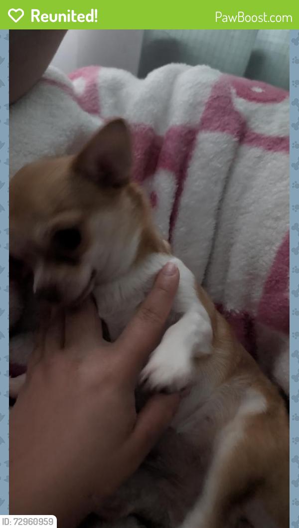 Reunited Female Dog last seen Santa Barbara ave, Daly City, CA 94014