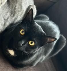 Lost Male Cat last seen Georgia Avenue & Blair Road , Silver Spring, MD 20912